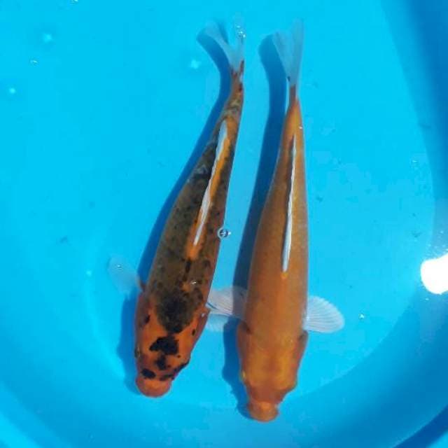 Paket 2 ekor 31 cm
