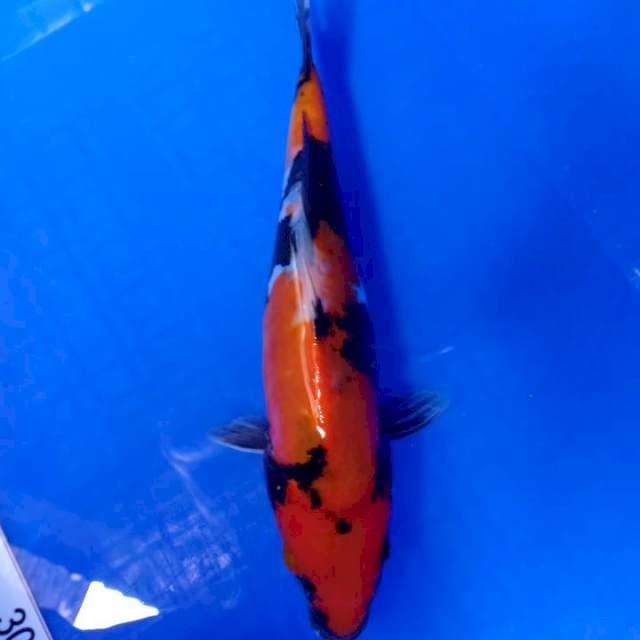 Hishowa doitsu 24 cm motogoro ( korban bid&run)