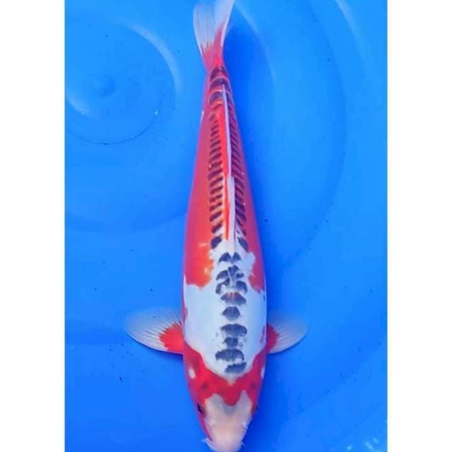 Shusui Moto Aka Seimbang 36cm (M)