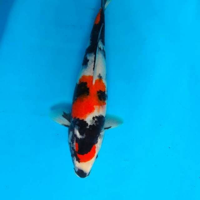 Showa 31cm