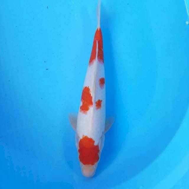 KOHAKU Jantan