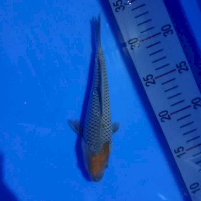 Tancho Ochiba 20cm