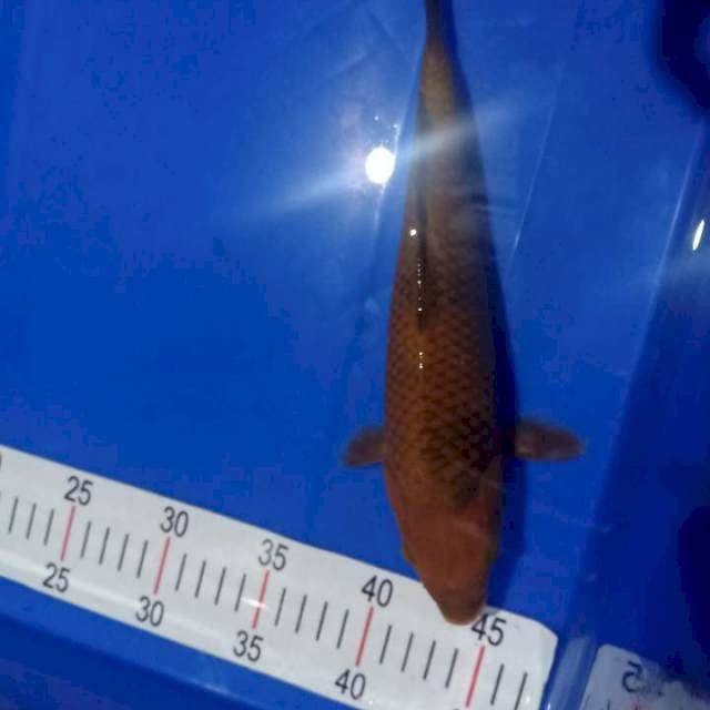Chagoi tambaga 28cm