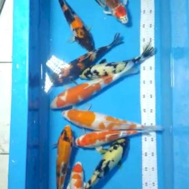 Mix F1 danici ikan bulky 28-37 cm free ongkir Jawa bali