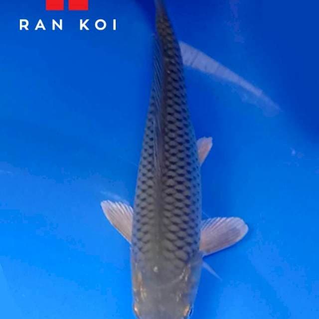 Midori M3 Ran koi