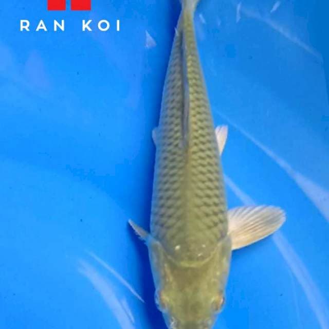 Midori M4 Ran koi Jogja