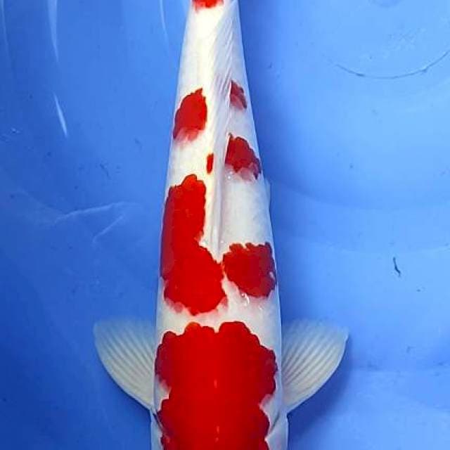 Kohaku original
