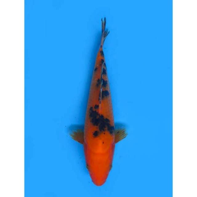 Aka Bekko - 18cm