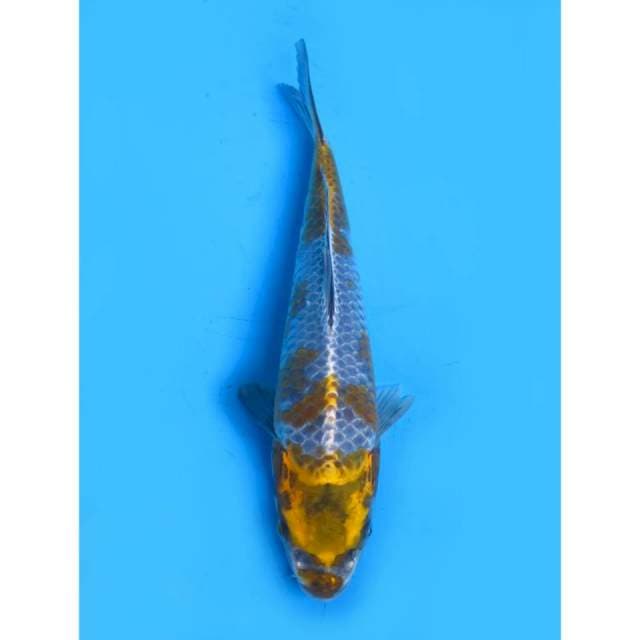 Kogane Ochiba - 28cm