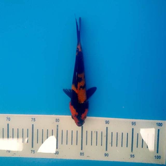 Sumi ok 3 20cm