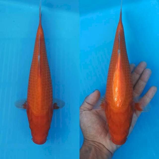 Aka hajiro bulky 27cm
