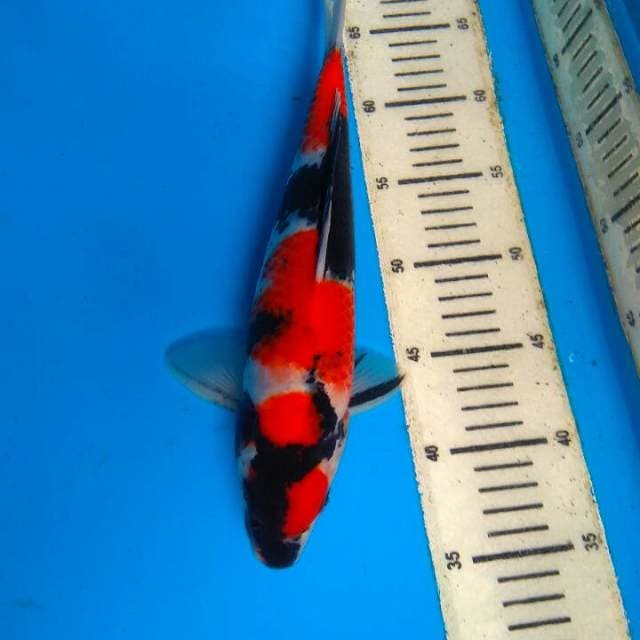 Showa 32cm