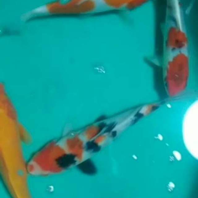 paket 4 ekr benigoi, kohaku doit, sanke, gosiki 20_25cm