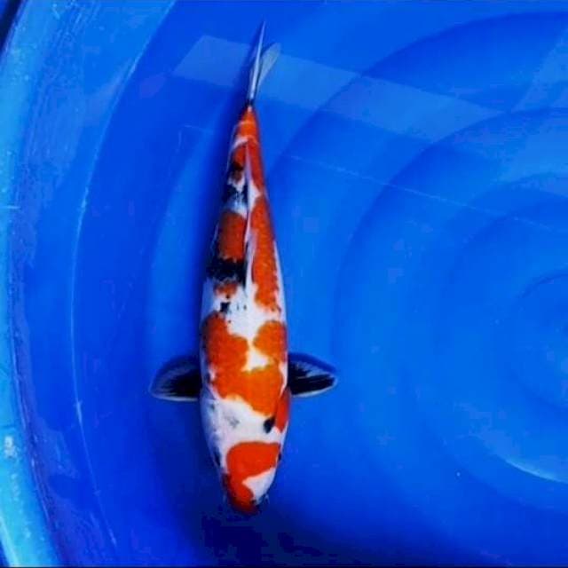 Showa Maruten 36cm Female
