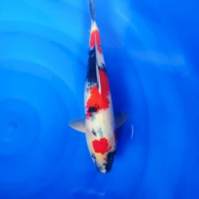 Kindai Showa Male 35cm