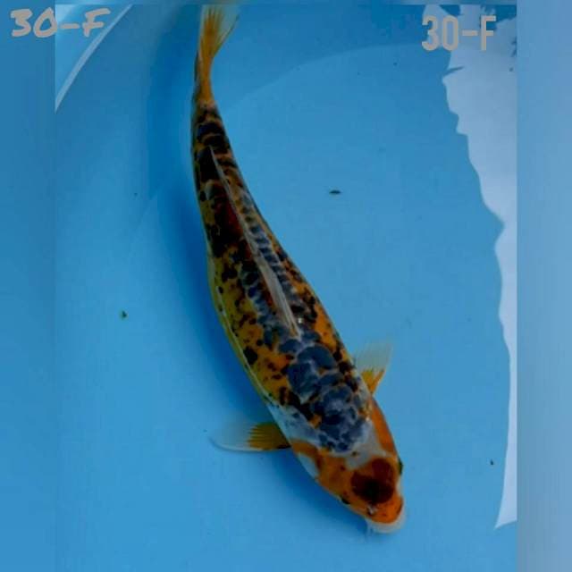 KAWARI Unik