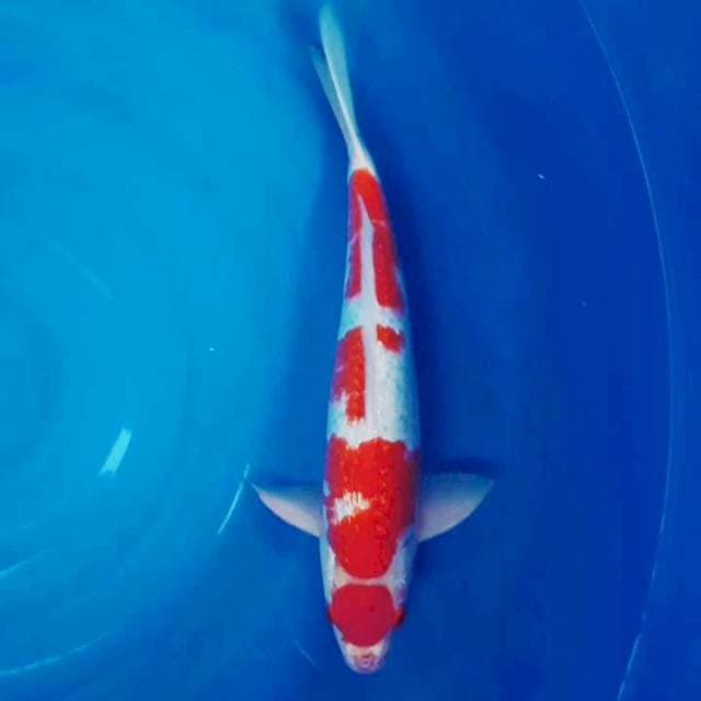 Kohaku gindrin