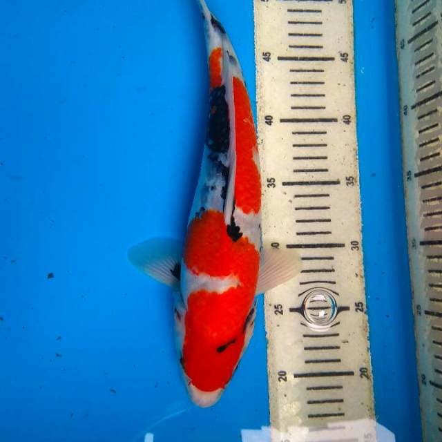 Showa 34cm