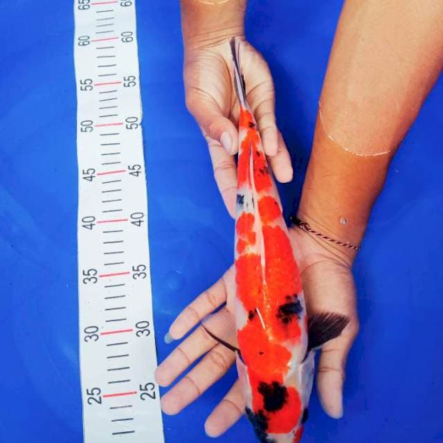 Showa 34cm