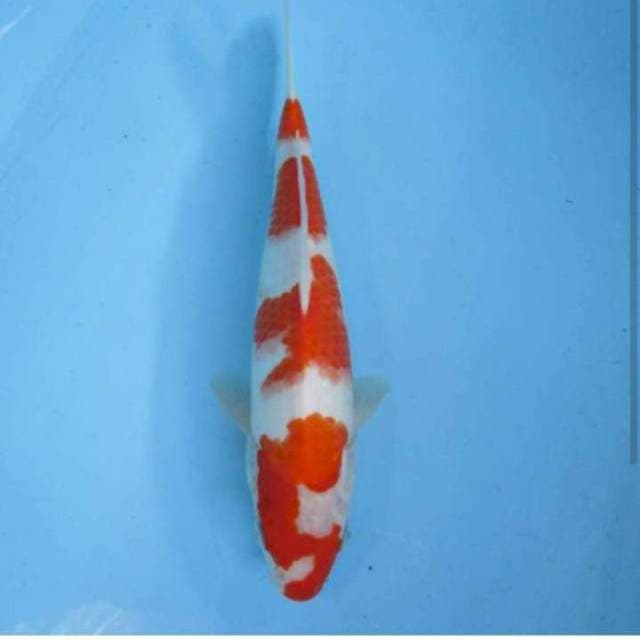 Kohaku 31cm