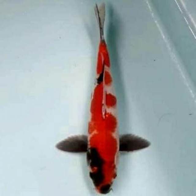 35cm showa buterfly