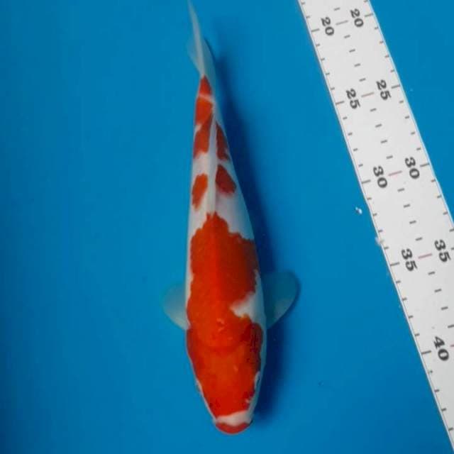 Kohaku 26 cm