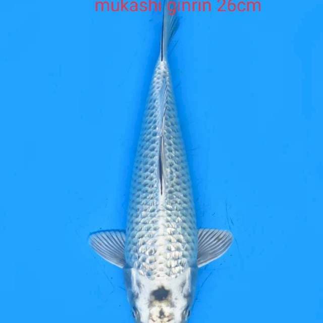 Mukashi ginrin 26cm