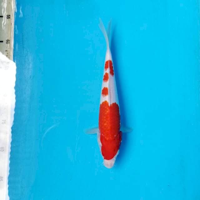 KOHAKU 27cm