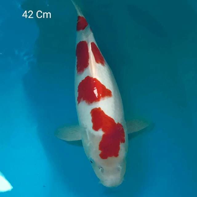 Yondan Kohaku 42 Cm