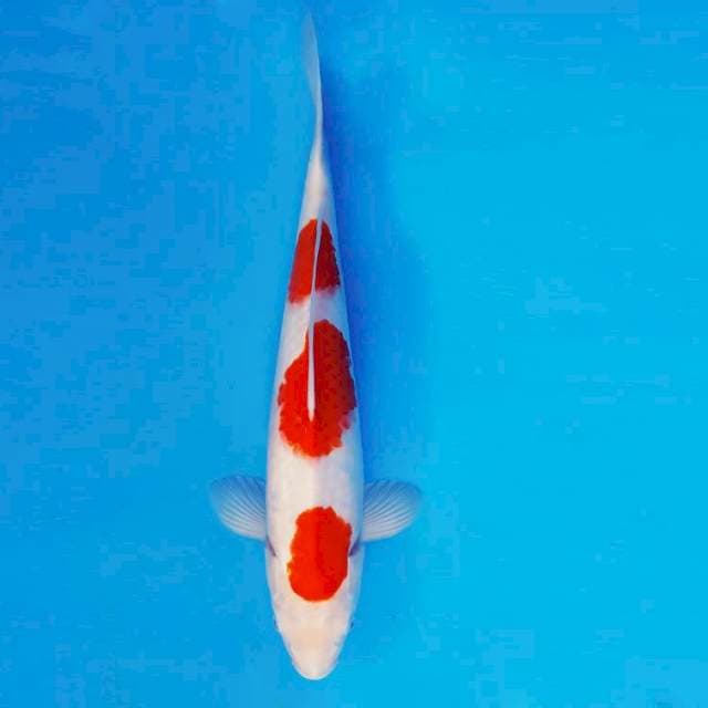 KYOSO 3 - KOHAKU 3 STEPS ®