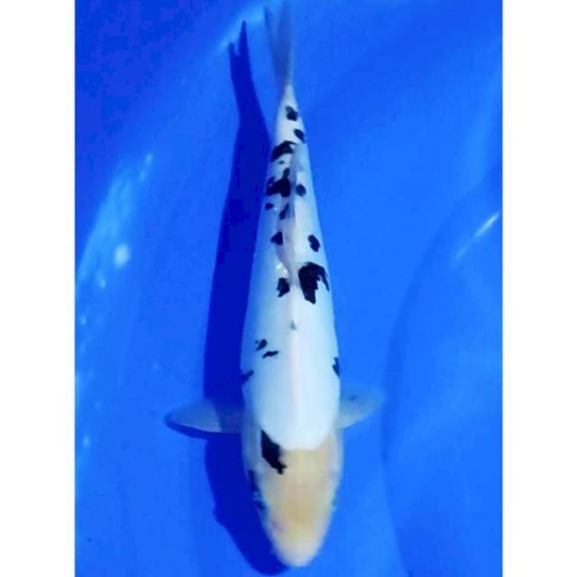 Doitsu Shiro Bekko 28cm (M)