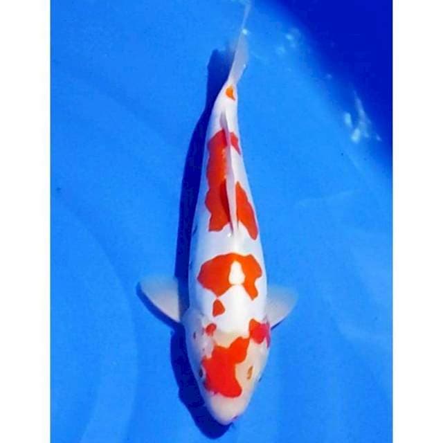 Doitsu 4step Sanke Tategoi Original 29cm (M)
