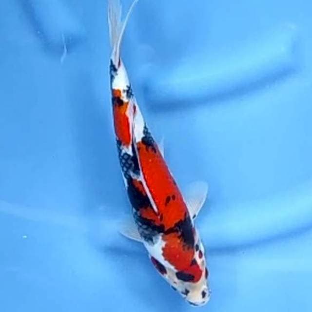 2. Showa || 29 cm || Jantan