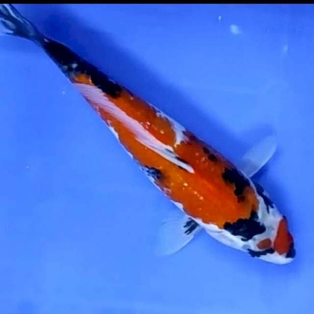 3. Showa || 32 cm