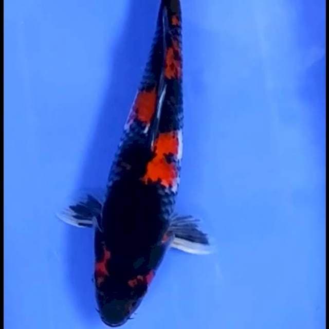 5. Showa || 30 cm || Jantan
