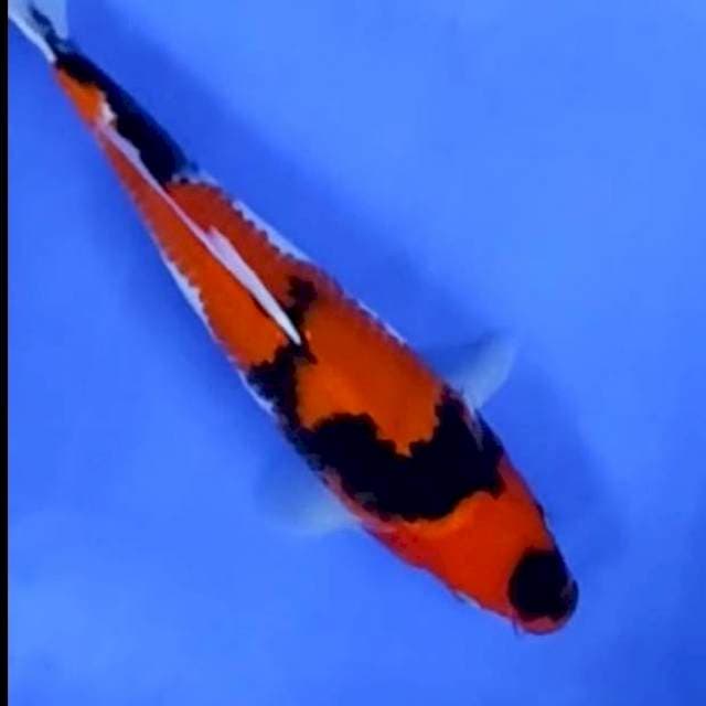 6. Hi Showa || 27 cm