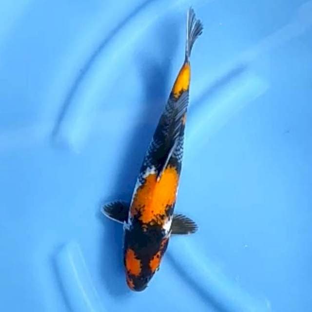 10. Showa || 33 cm