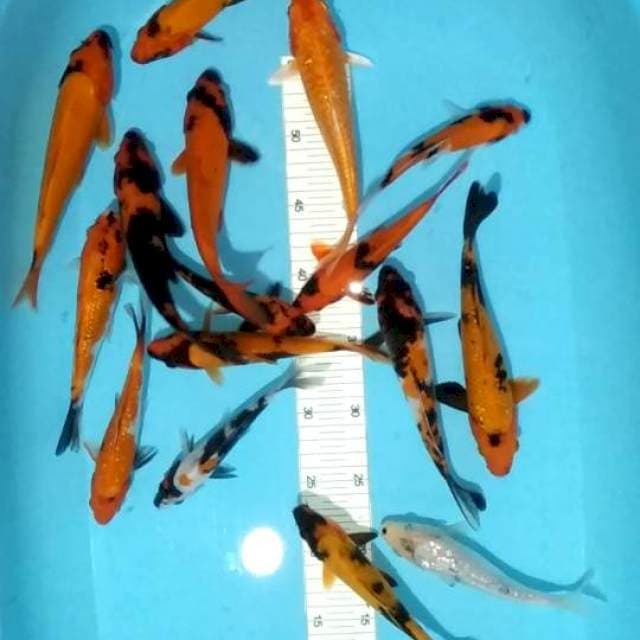 15-22cm 16 ekor