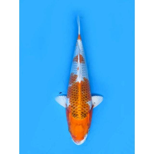 Kujaku - 27cm