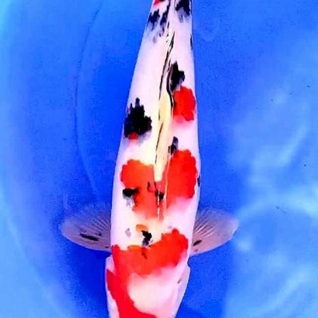 Sanke M 40 cm