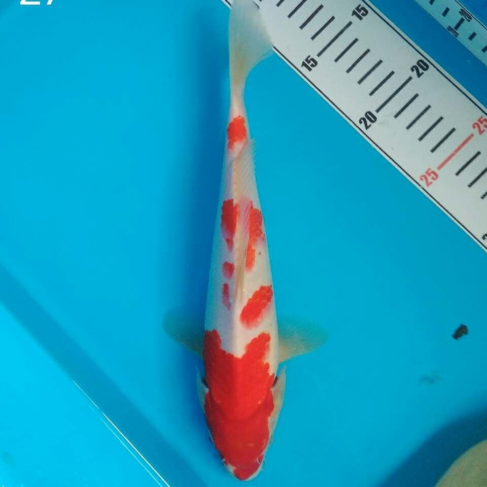 Kohaku Quality