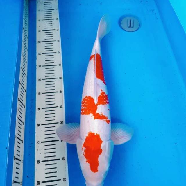 Kohaku