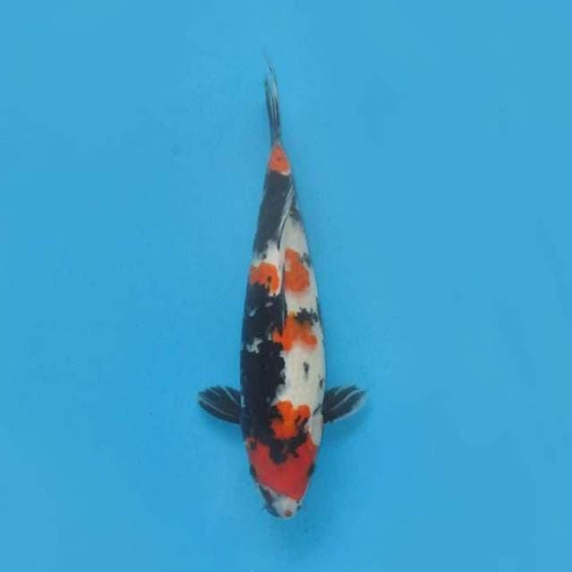 YONDAN SHOWA SANSHOKU - TOSAI