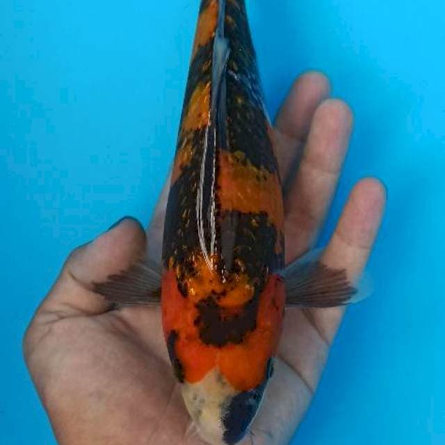 Showa ginrin bulky 24cm