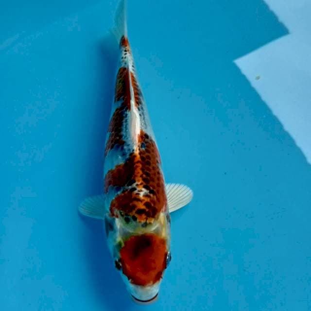 MARUTEN KUJYAKUU
