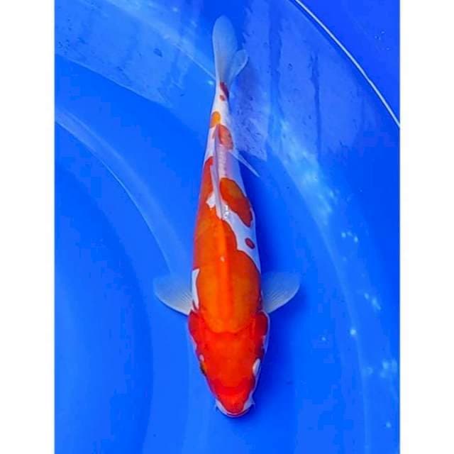 Doitsu Kohaku Original 22cm (M)