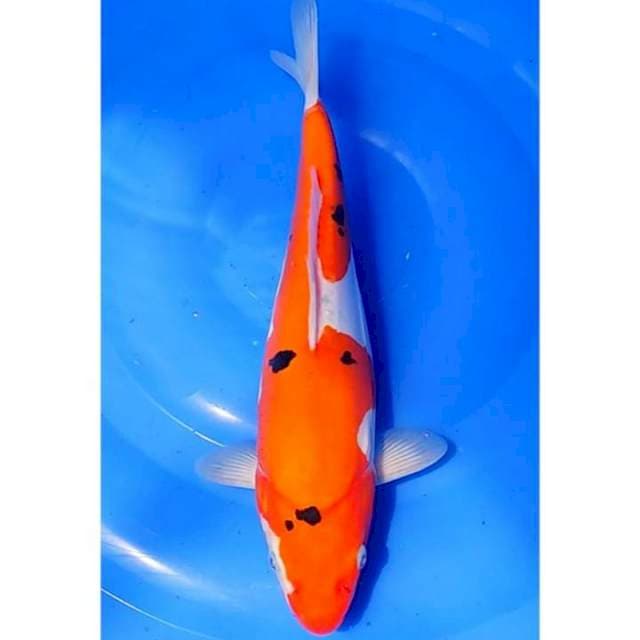 Dotsu Sanke Bulky 30cm (F)