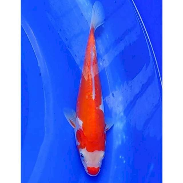 Kuchibeni Kohaku Doitsu 25cm (F)