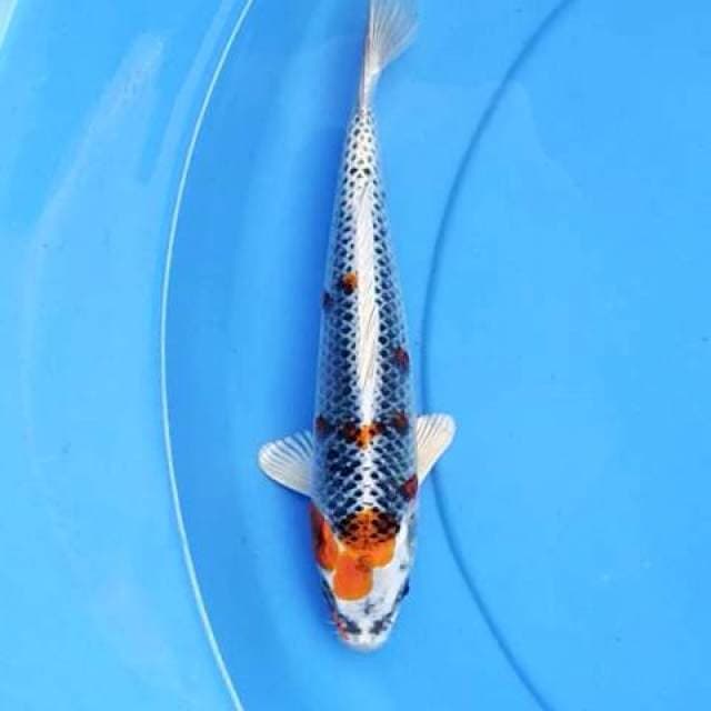 01.Kujaku 24 cm