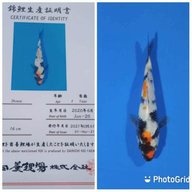 Showa tosai dainichi